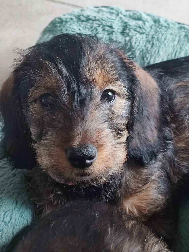 Des Légendes De Romestaing - Chiots disponibles - Teckel poil dur