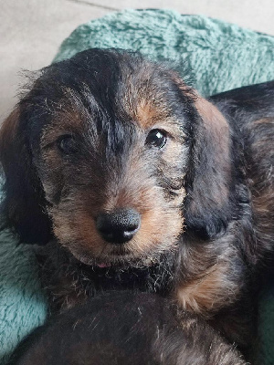 ABBY
